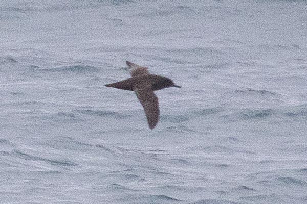 Procellariidae sp. (shearwater sp.) - ML646612075