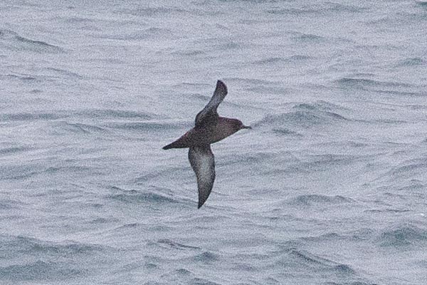 Procellariidae sp. (shearwater sp.) - ML646612076