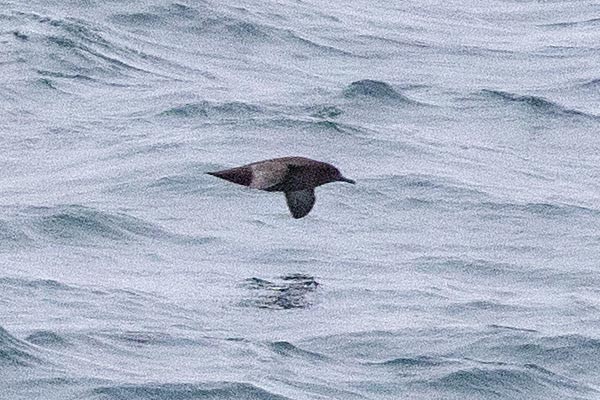 Procellariidae sp. (shearwater sp.) - ML646612077
