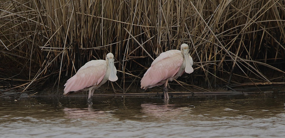 Roseate Spoonbill - ML646612079