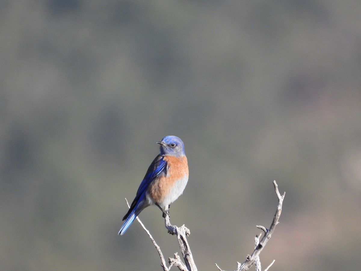 Blaukehl-Hüttensänger - ML646612080