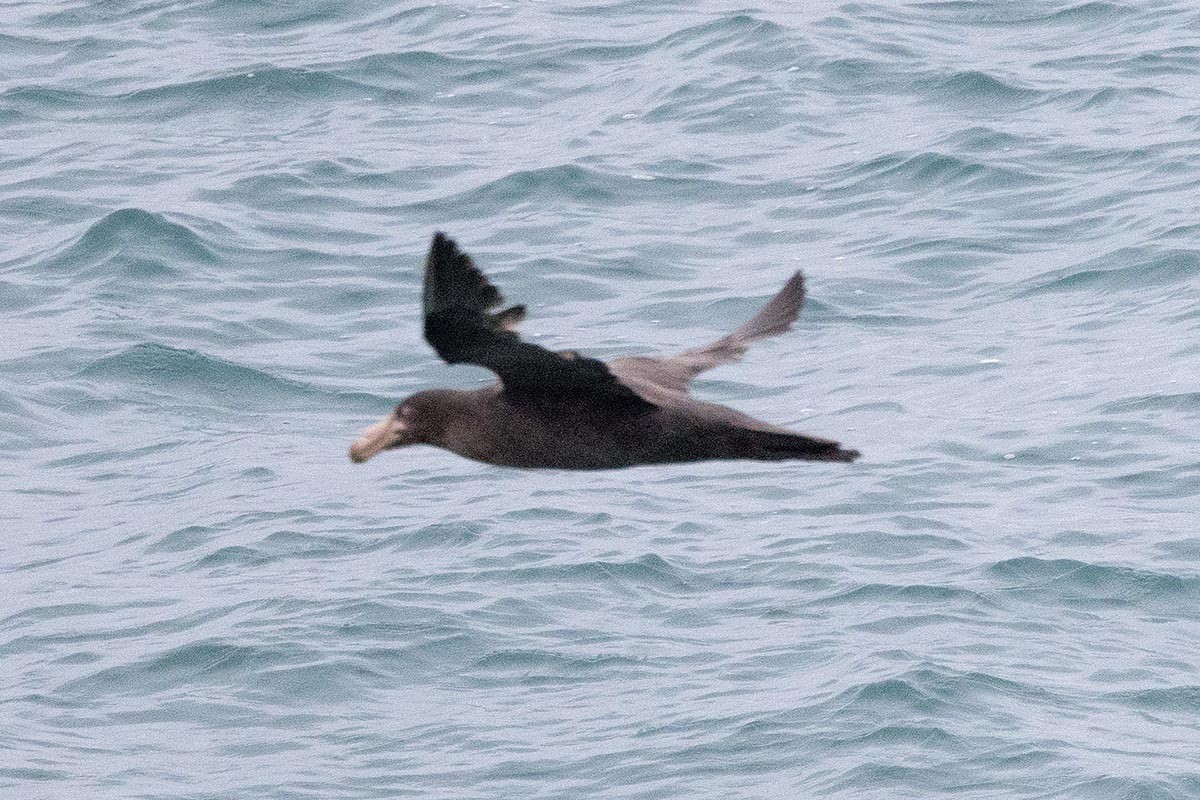 Северный гигантский буревестник - ML646612082