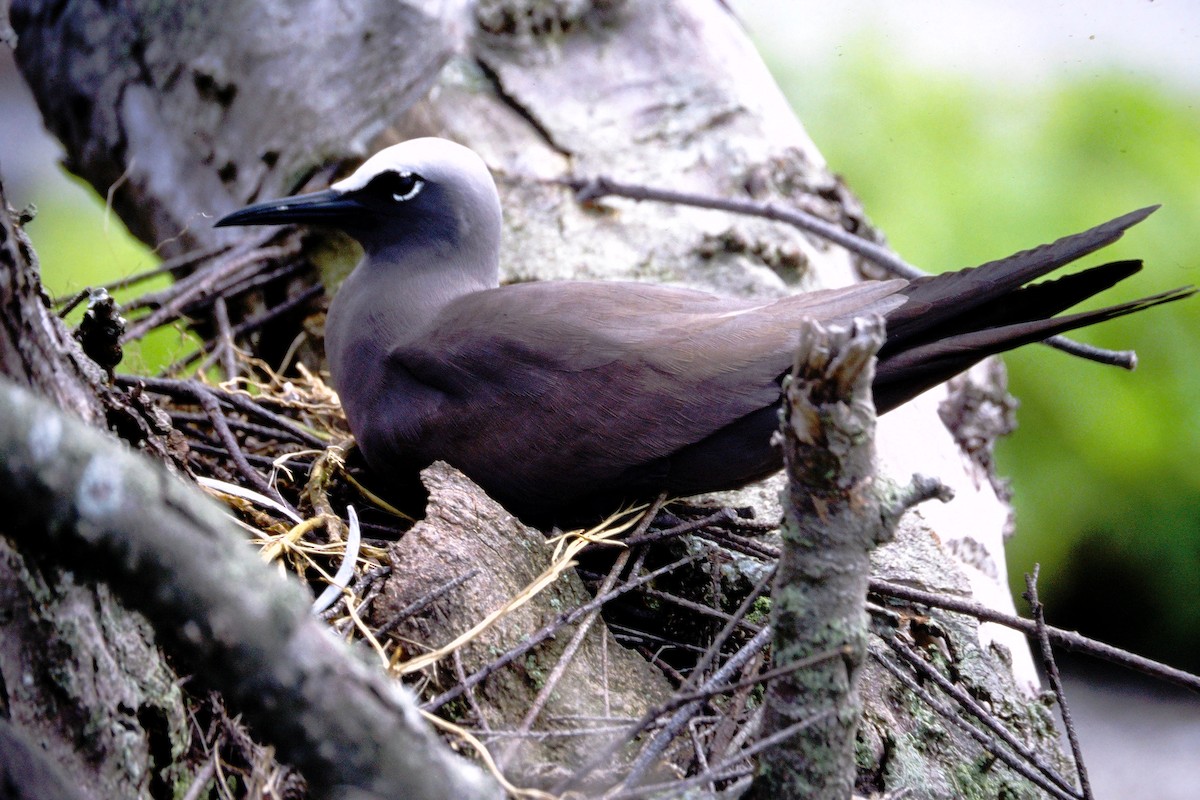 svartnoddy - ML646612083