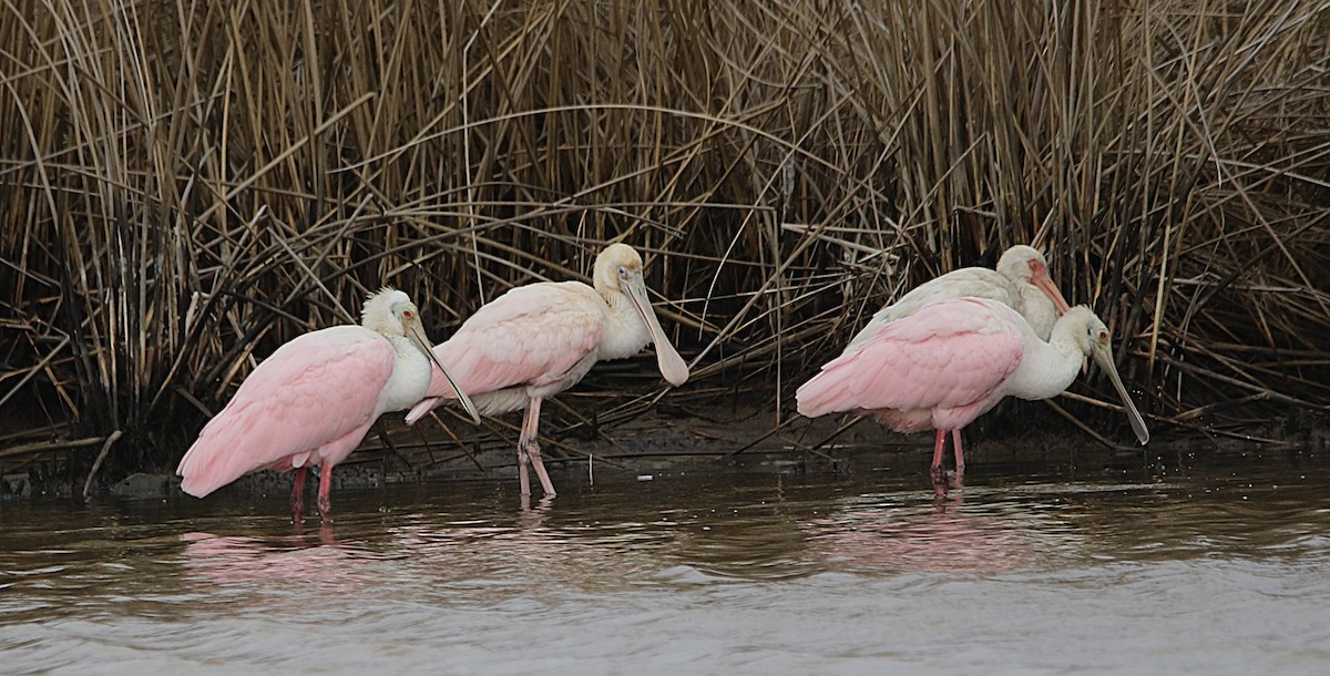 Roseate Spoonbill - ML646612084