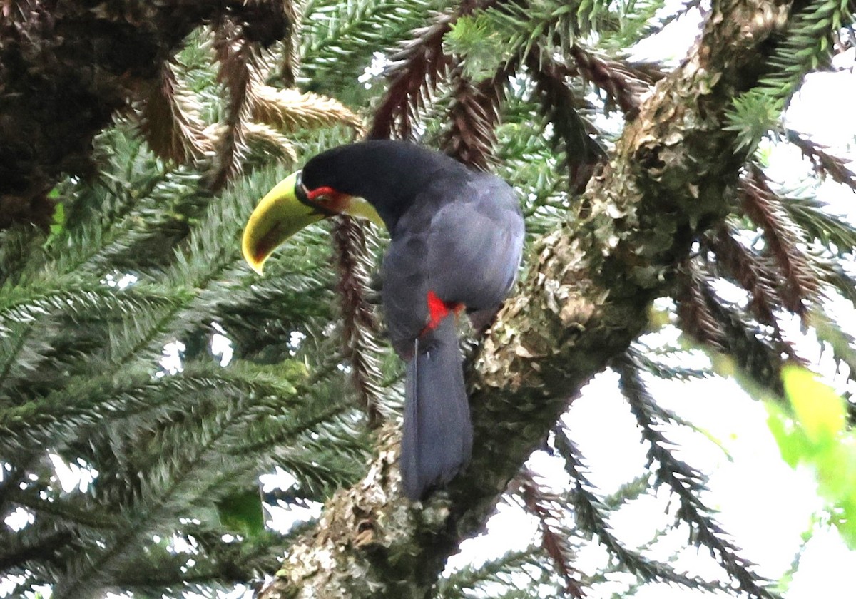 Red-breasted Toucan - ML646612086