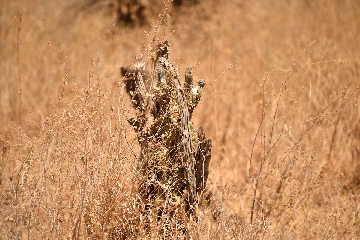 Nübye Ağaçkakanı - ML646612087