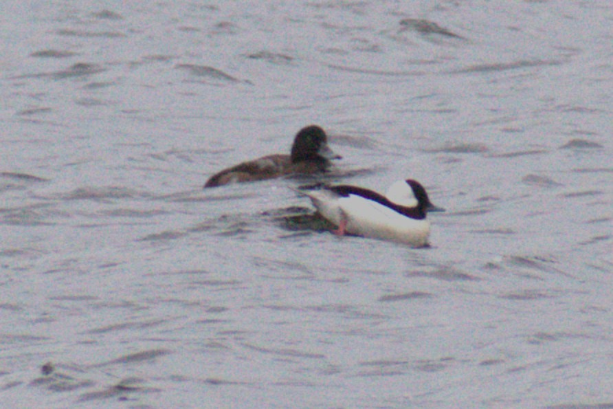 Bufflehead - ML646612088