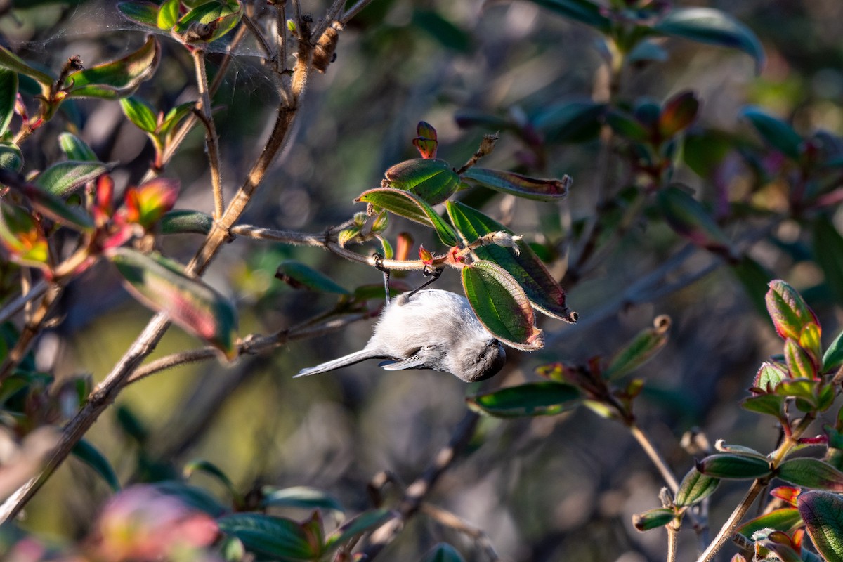 krattmeis - ML646612091