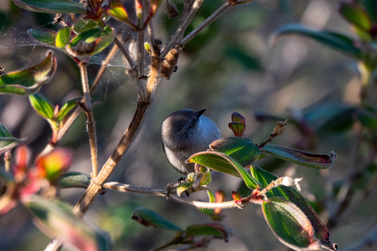 krattmeis - ML646612092