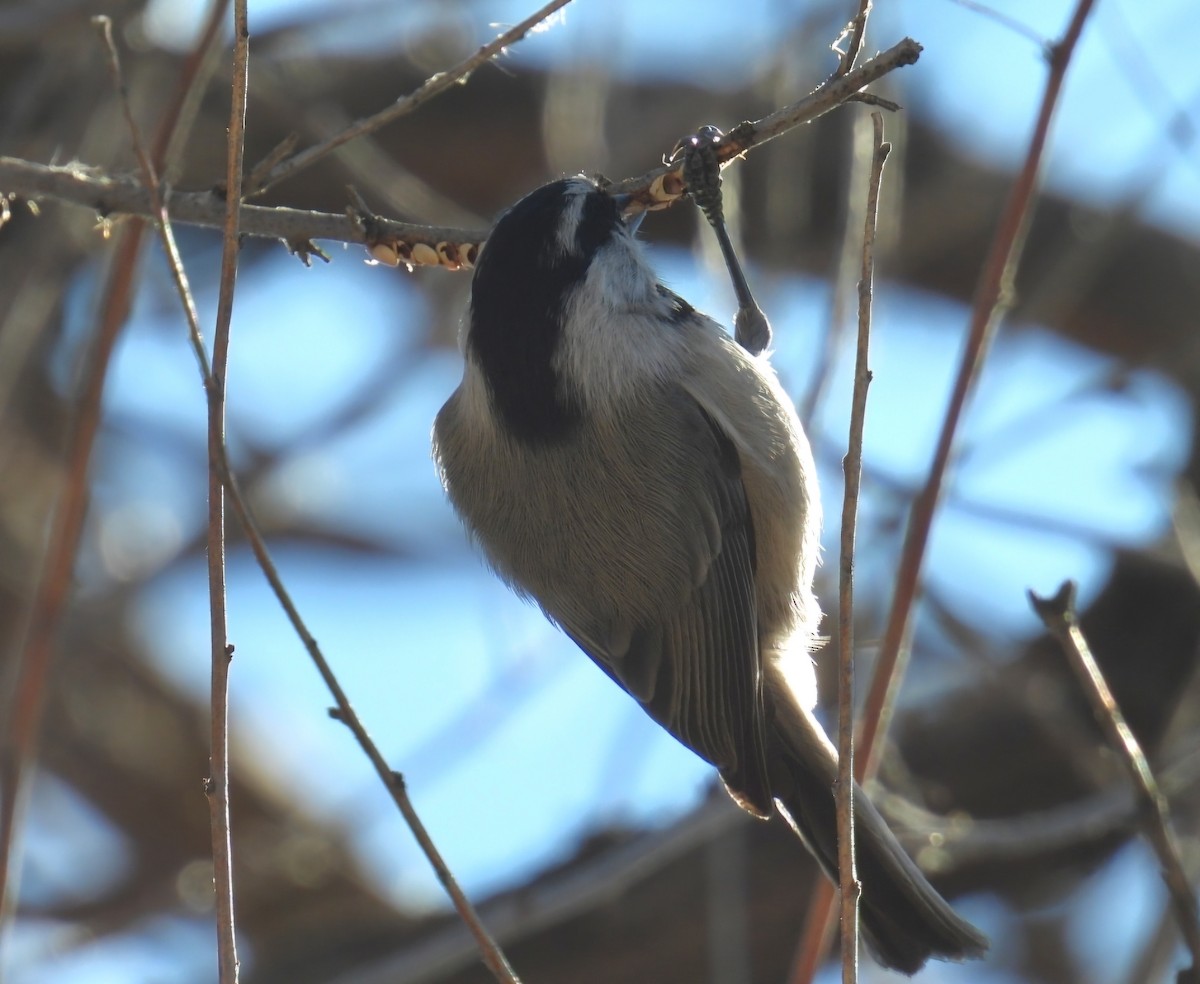 Carbonero Montañés (grupo gambeli) - ML646612093