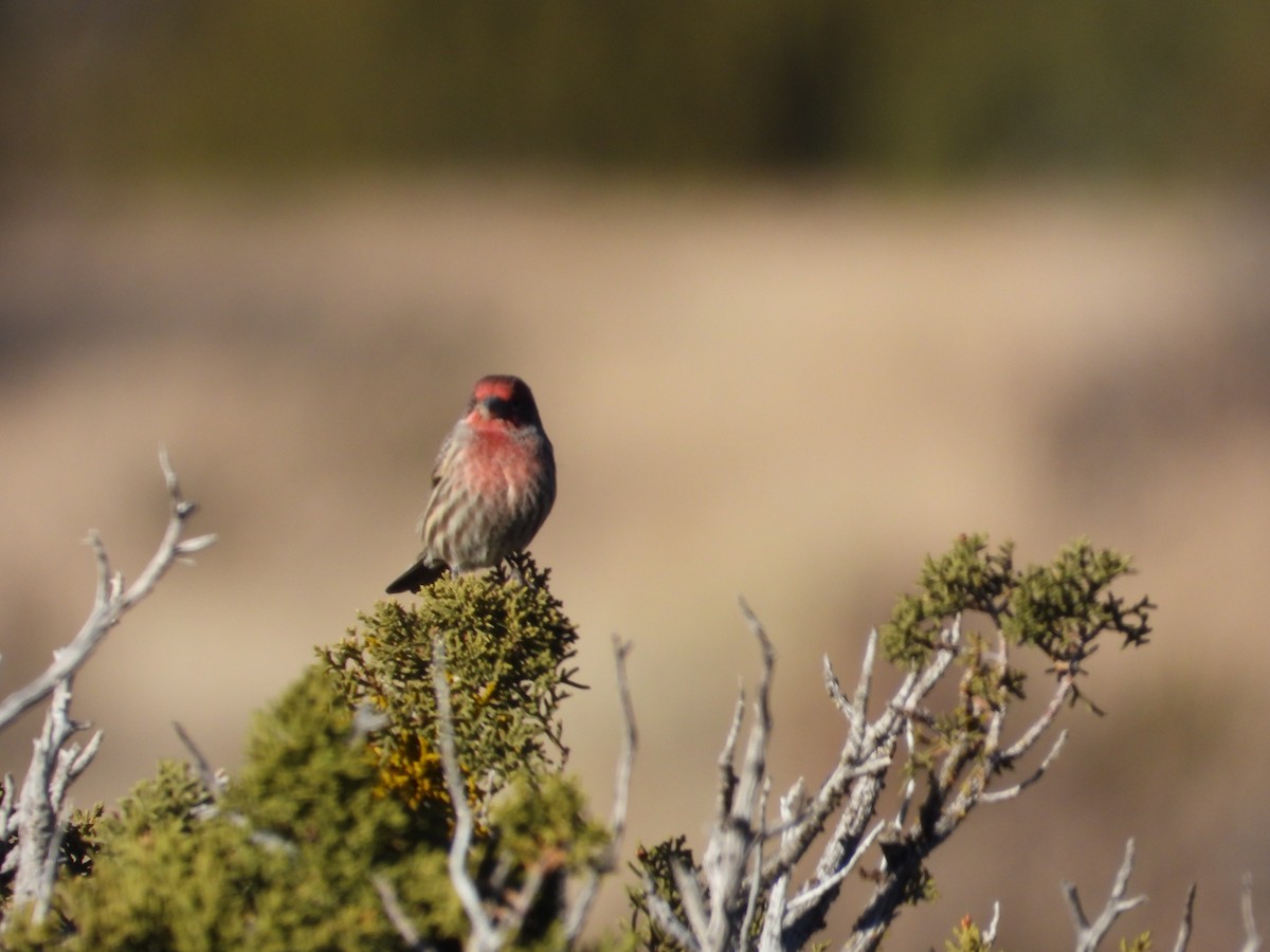 House Finch - ML646612095