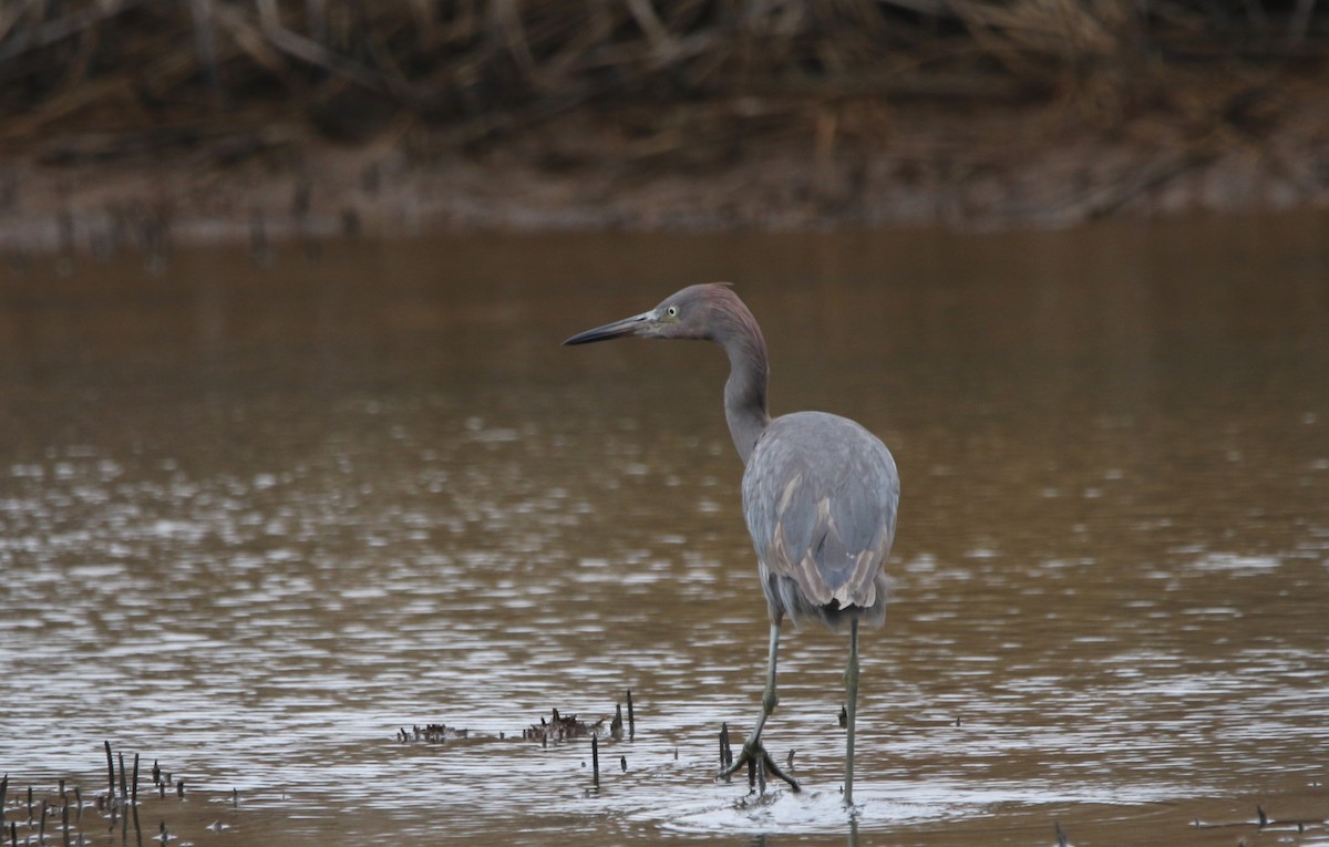 Reddish Egret - ML646612096