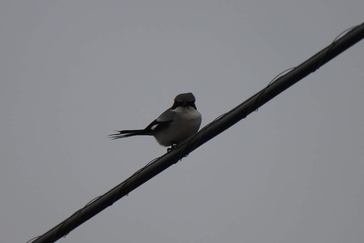 amerikavarsler - ML646612097