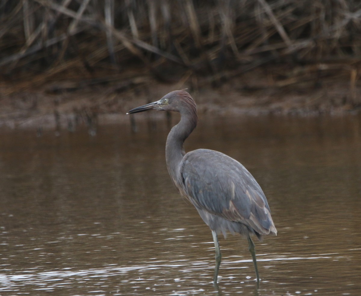 Reddish Egret - ML646612098
