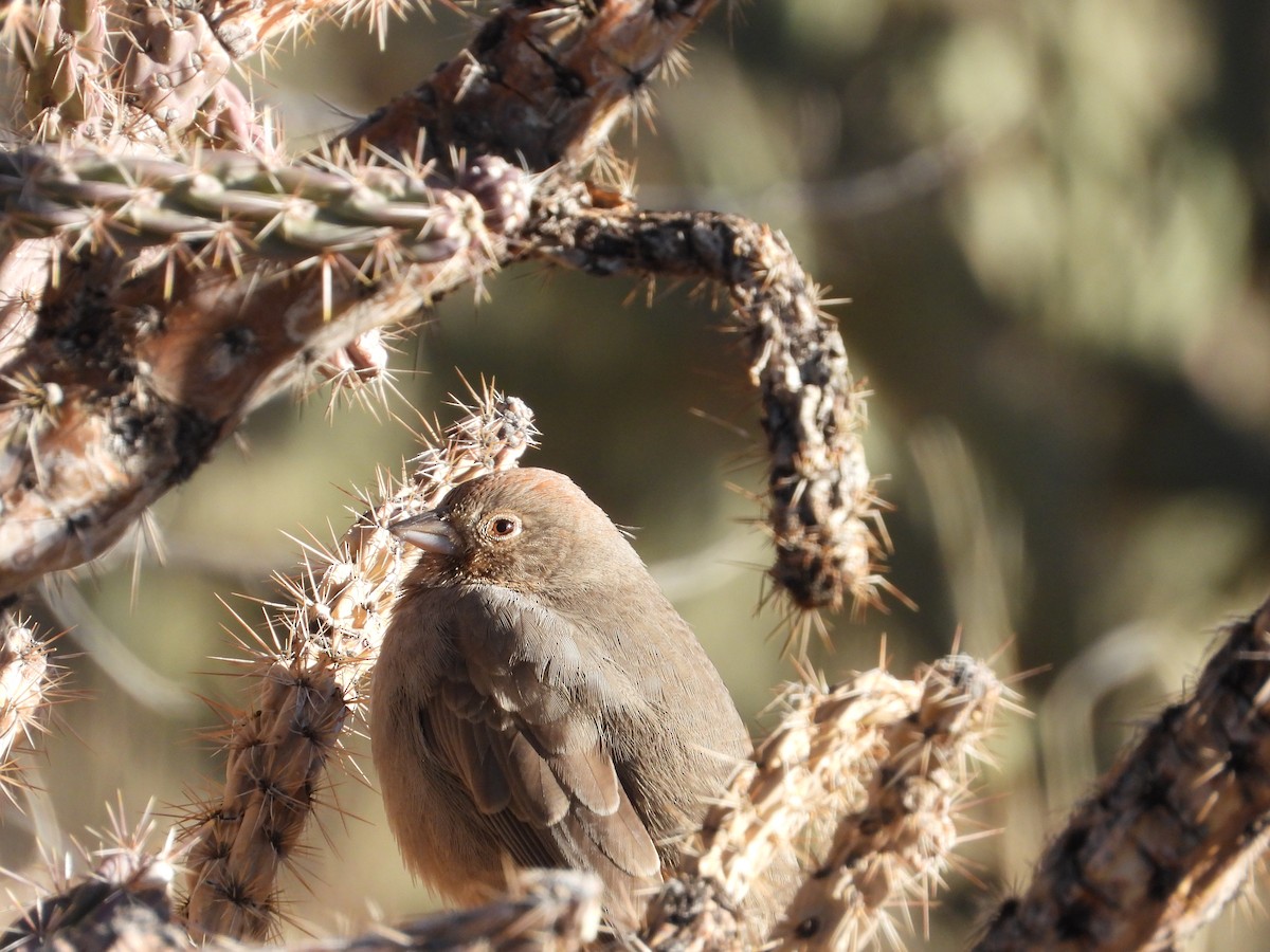 Braunrücken-Grundammer - ML646612106