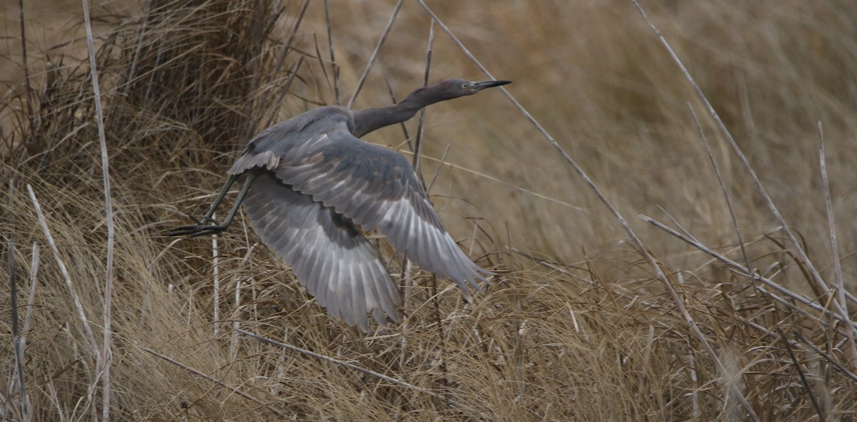 Reddish Egret - ML646612107