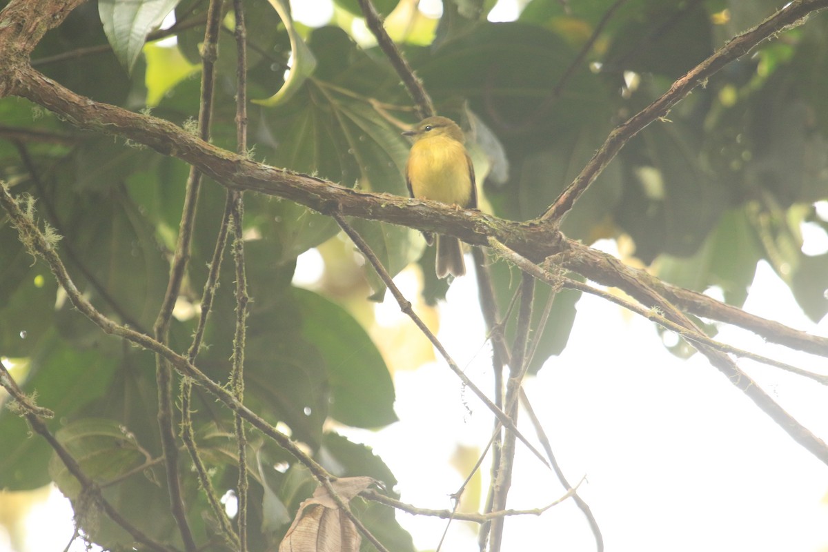 Flavescent Flycatcher - ML646612108