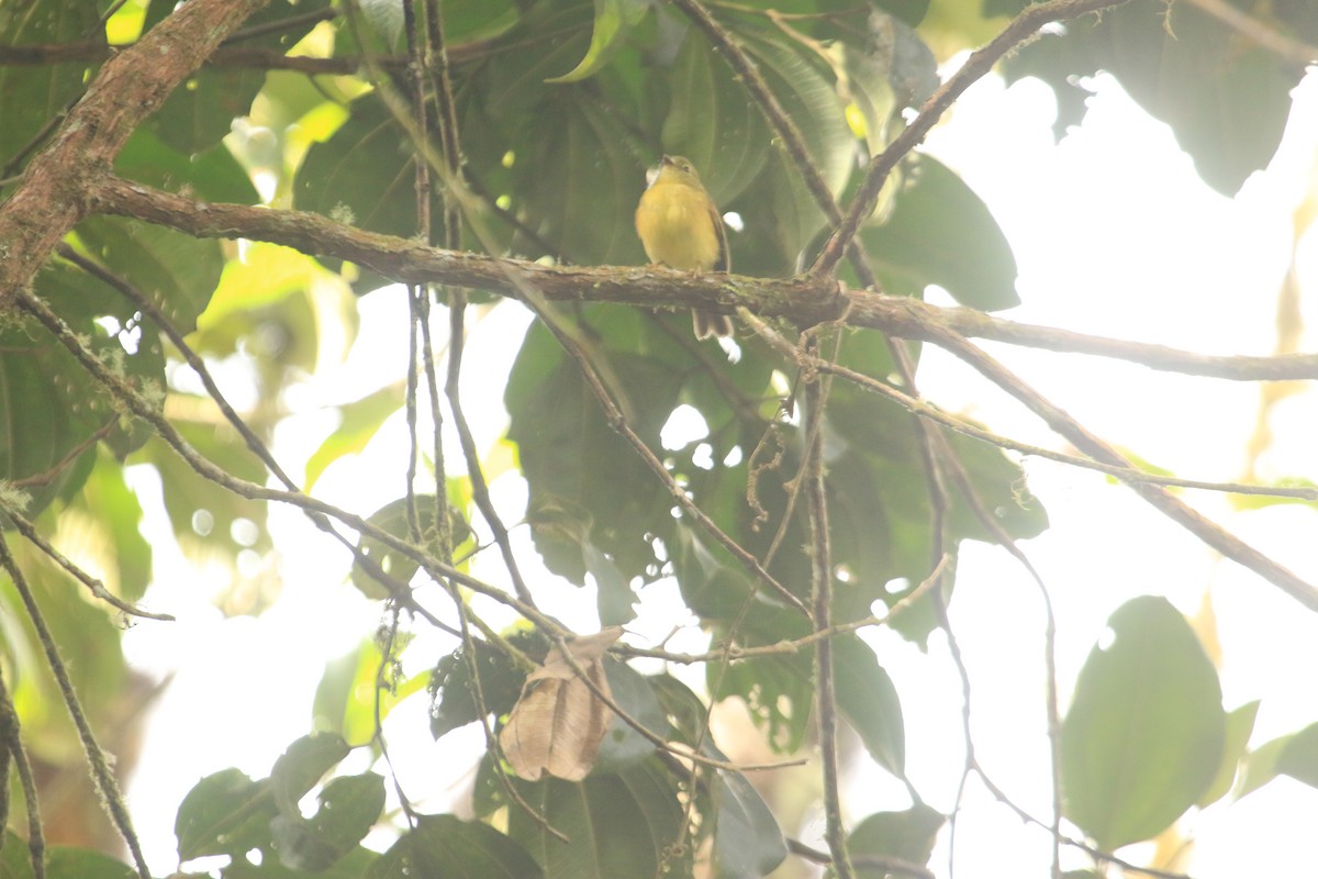 Flavescent Flycatcher - ML646612109