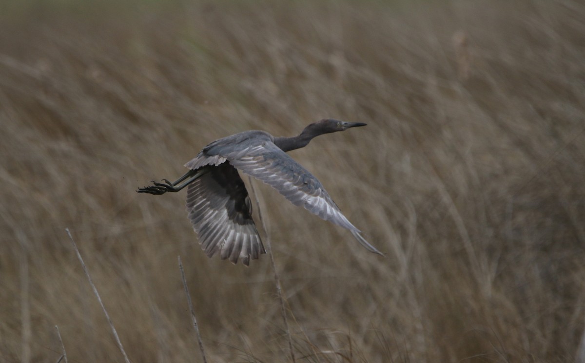 Reddish Egret - ML646612110