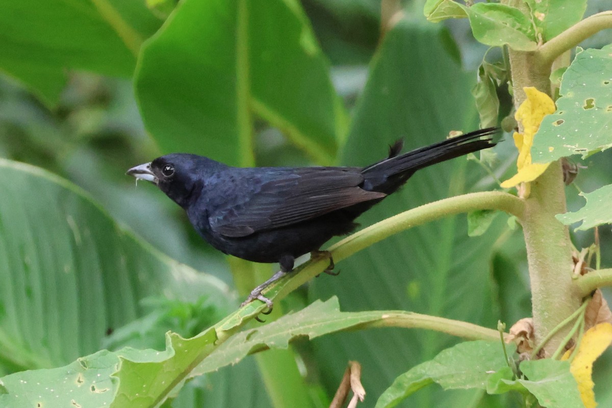 White-winged Becard - ML646612112