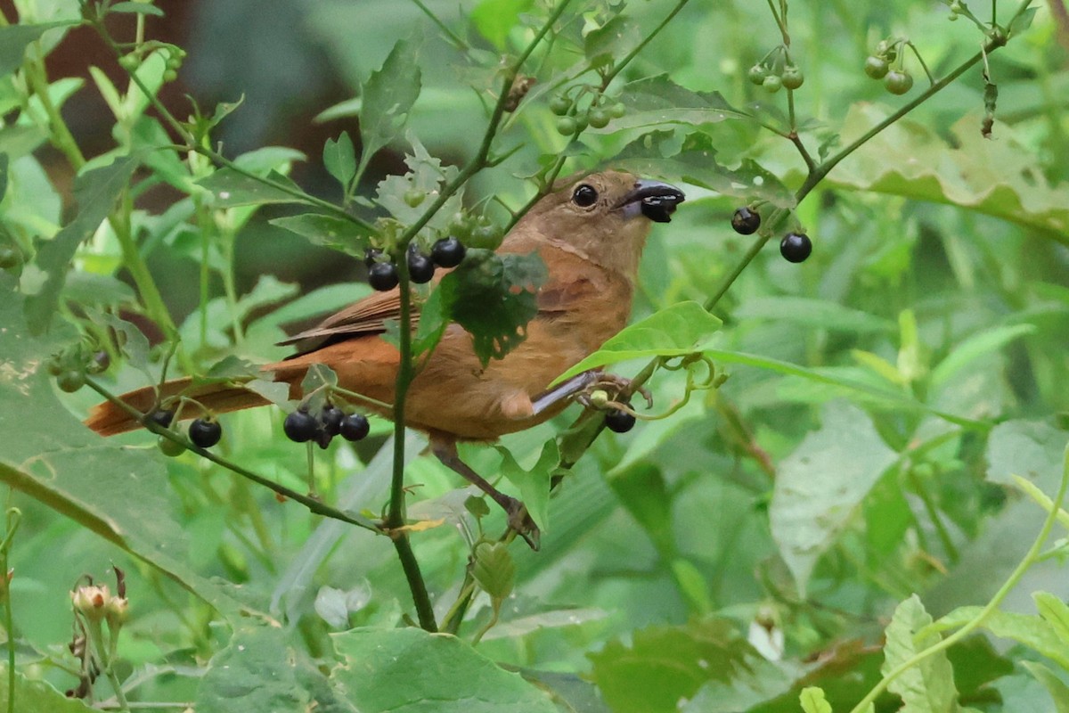 White-winged Becard - ML646612113
