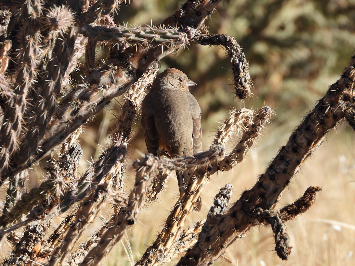 Braunrücken-Grundammer - ML646612114