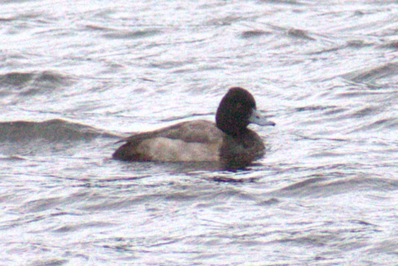 Lesser Scaup - ML646612115