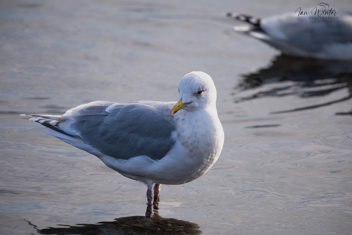 Iceland Gull - ML646612116