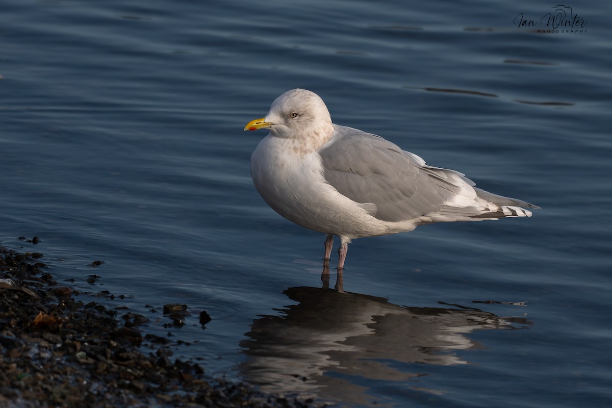 Iceland Gull - ML646612117