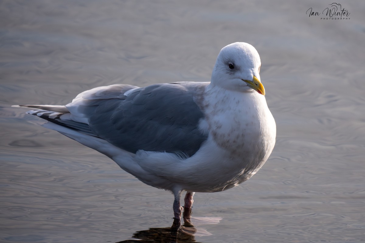 Iceland Gull - ML646612118