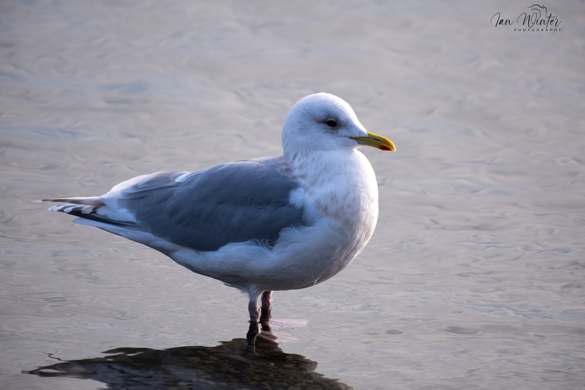 Iceland Gull - ML646612119