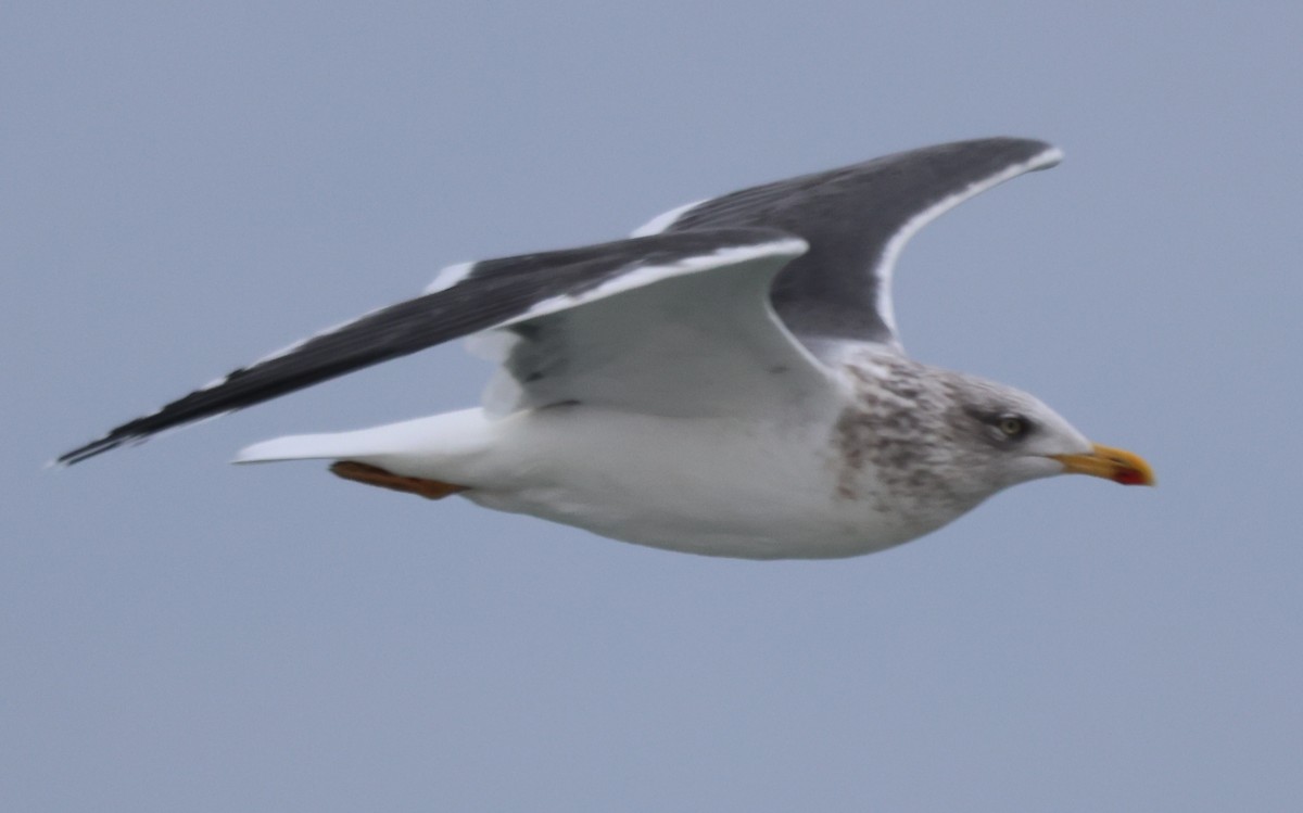 Great Black-backed Gull - ML646612120