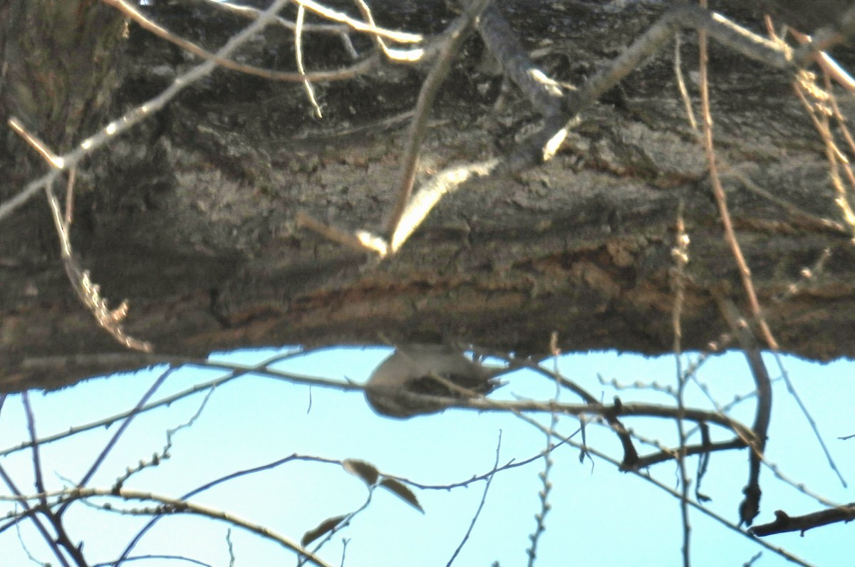 Agateador Americano - ML646612121