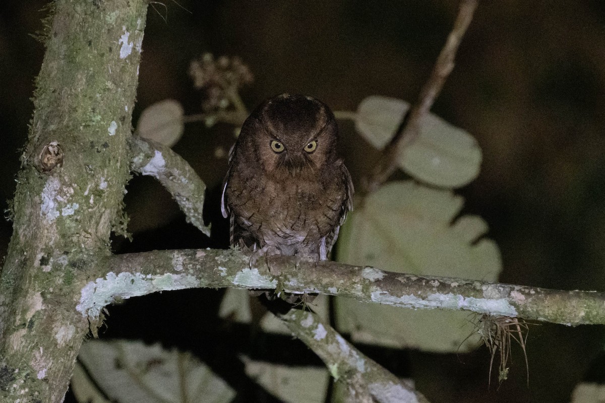 Santa Marta Screech-Owl - ML646612127