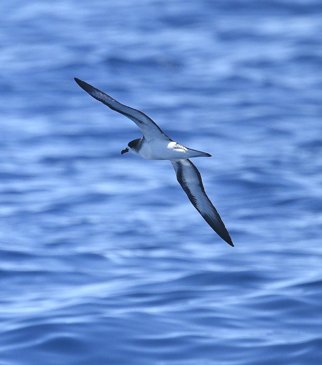 Petrel de Barau - ML646612130
