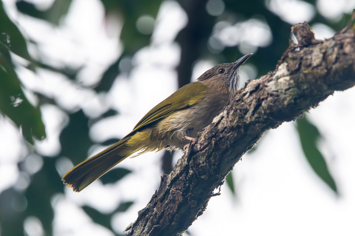 Mountain Bulbul - ML646612133