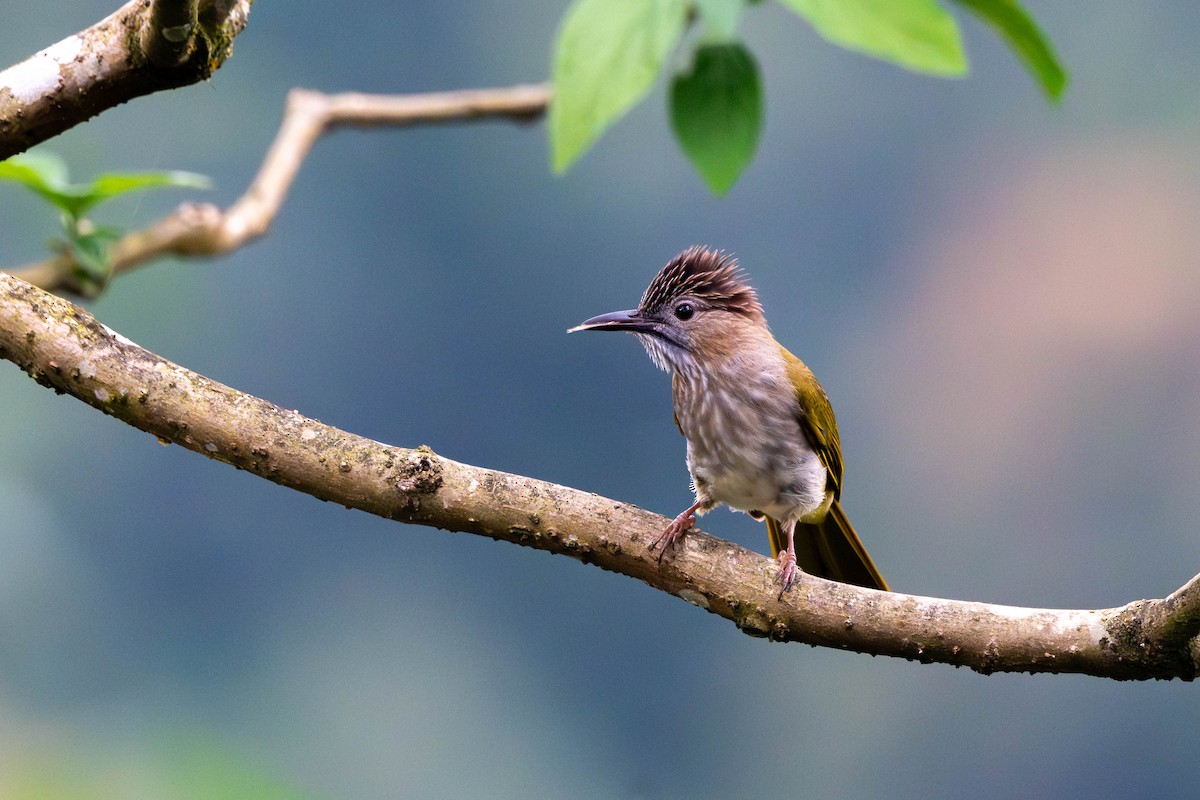 Mountain Bulbul - ML646612134