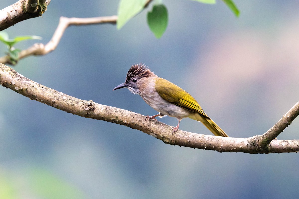 Mountain Bulbul - ML646612135