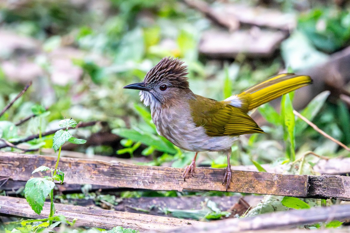 Mountain Bulbul - ML646612136