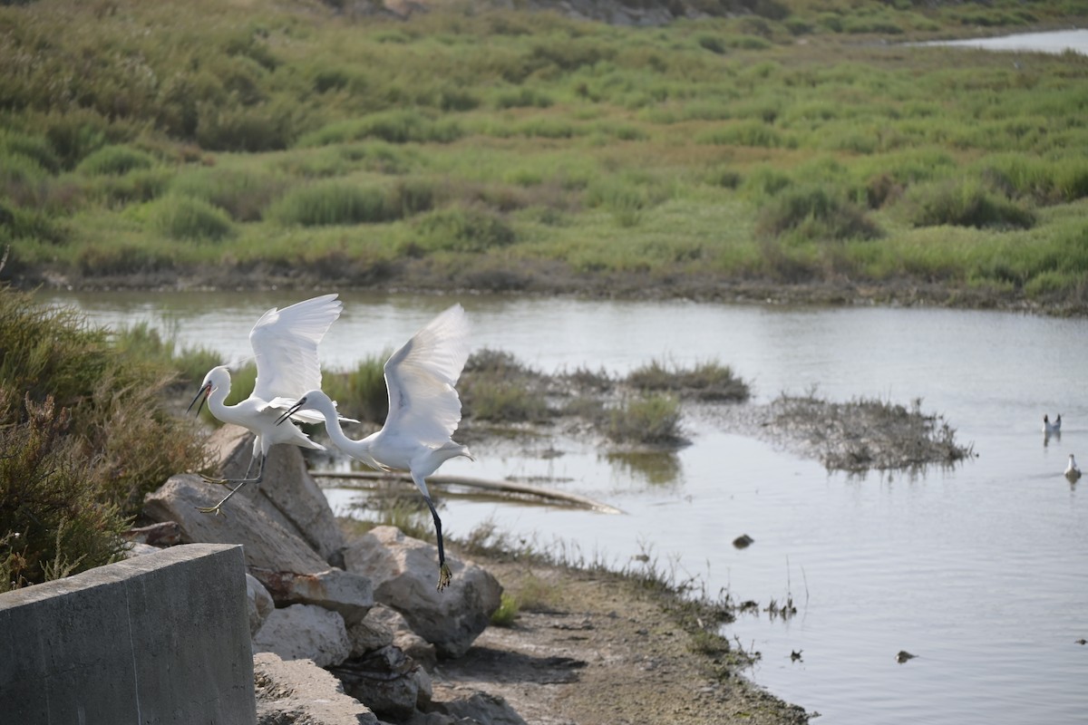 Little Egret - ML646612140