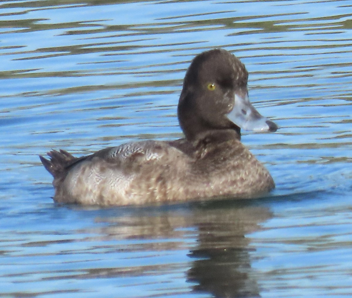 purpurhodeand - ML646612141