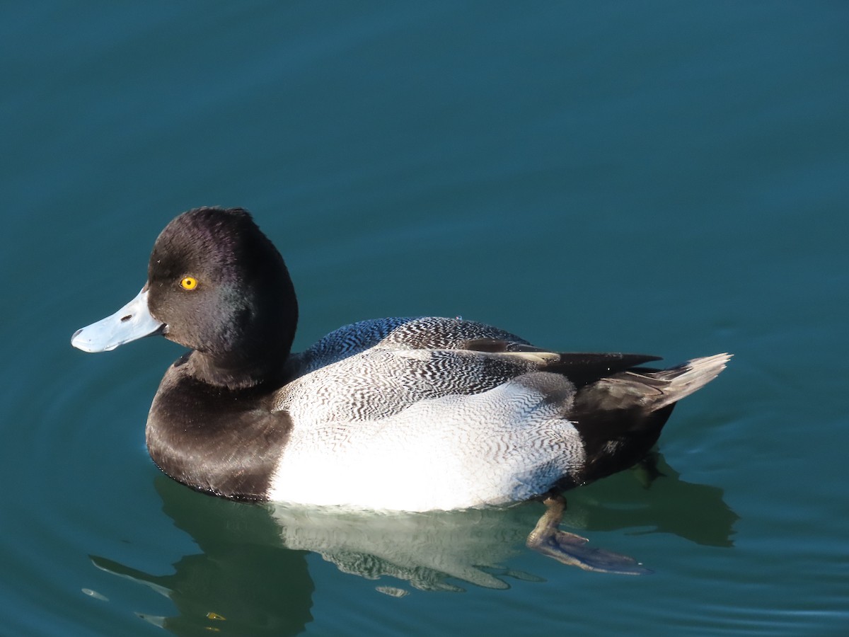 purpurhodeand - ML646612142