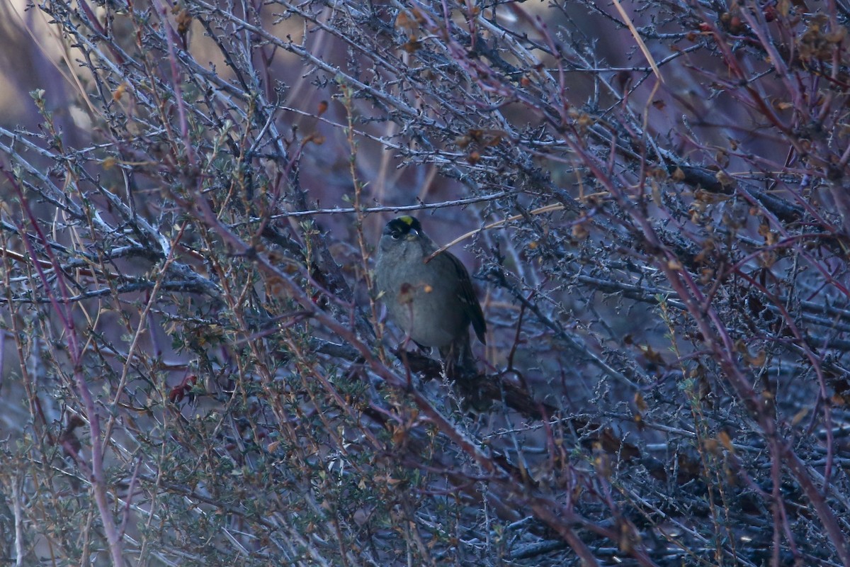 Golden-crowned Sparrow - ML646612144