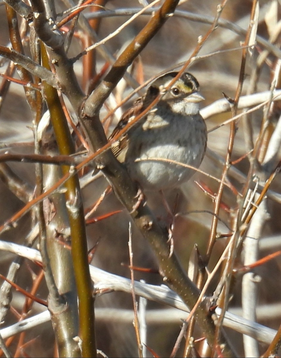 Chingolo Gorjiblanco - ML646612147