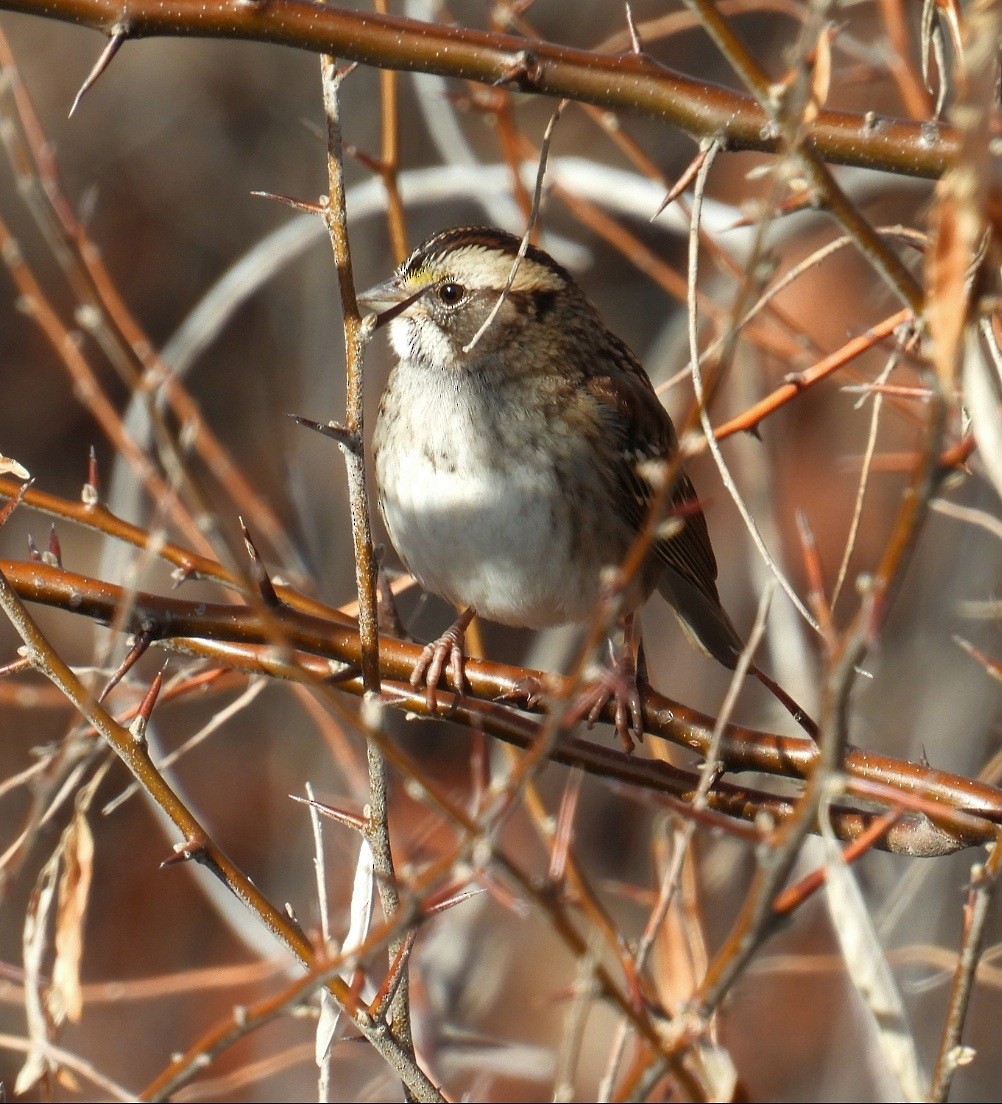 Chingolo Gorjiblanco - ML646612148