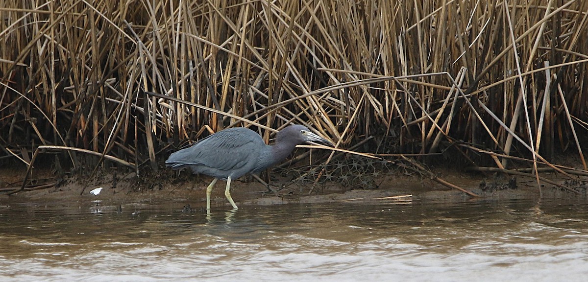 Little Blue Heron - ML646612149