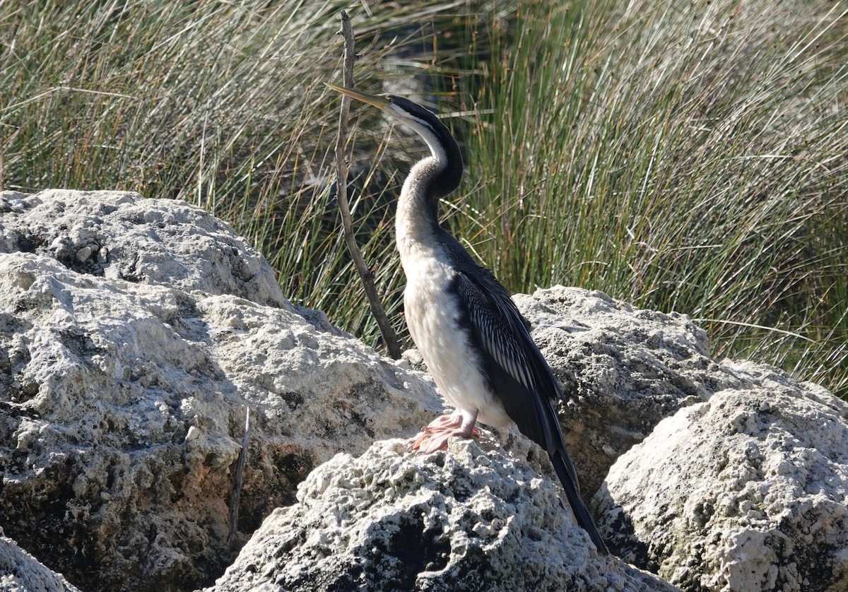 Australasian Darter - ML646612151