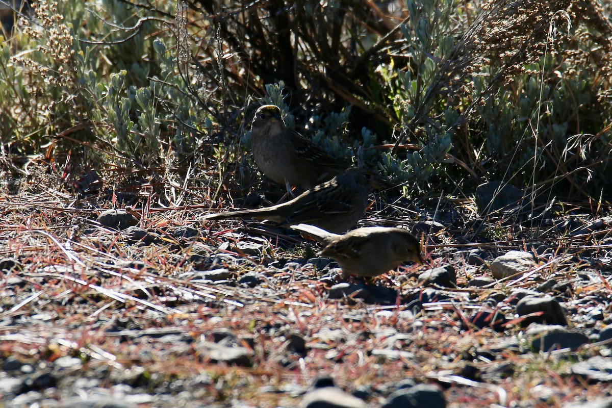 Golden-crowned Sparrow - ML646612154