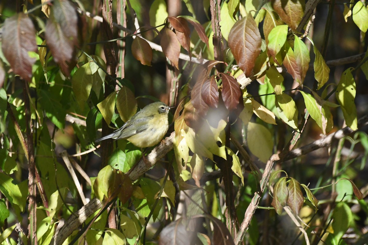 Пісняр-лісовик сизий - ML646612155