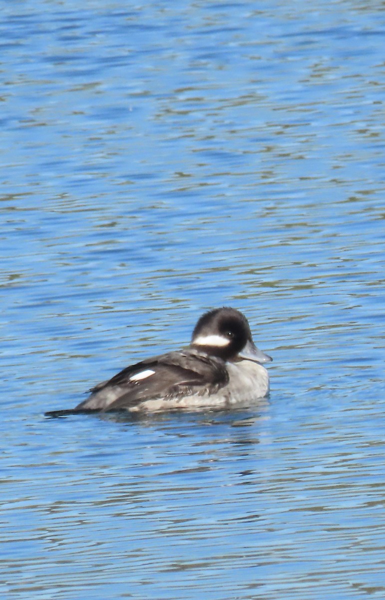 bøffeland - ML646612156